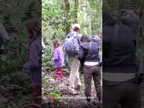 Chimpanzee trekking, Nature Walk at Kibale National Park Uganda 🇺🇬. MwAfrika Safari Channel
