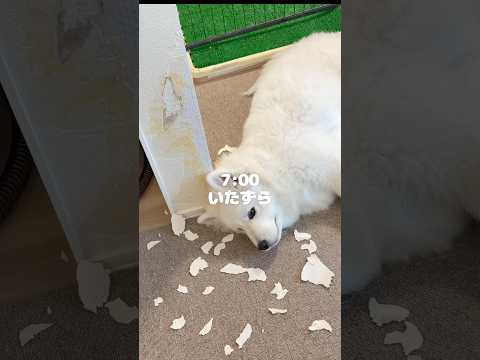 やんちゃ子犬が初めて雨散歩に挑戦した１日に密着！