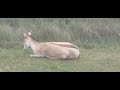 The Wilds Persian Onager
