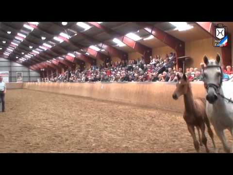 Holsteiner Foal Sale 2012: Celine - Colt by Stallion Uriko