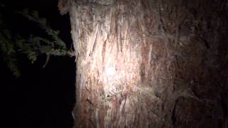 How to find spiders at night, flashlight trick!