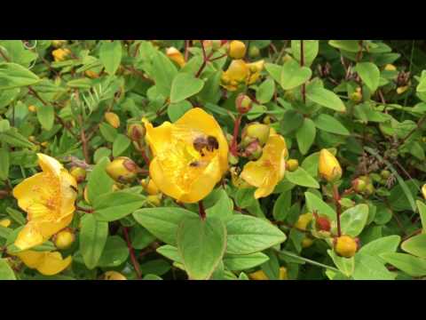 download lagu mp3 mp4 Bumblebee Or Honey Bee, download lagu Bumblebee Or Honey Bee gratis, unduh video klip Bumblebee Or Honey Bee