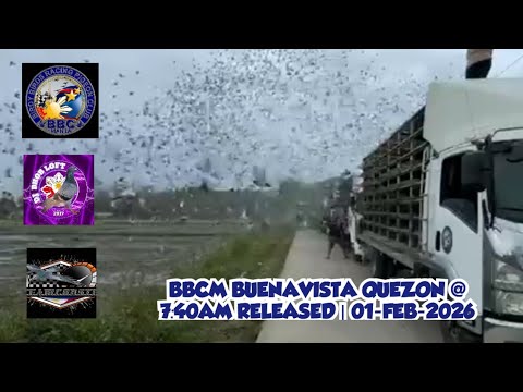 BBCM BUENAVISTA QUEZON @ 7:40AM | 01-FEB-2026 | BIRDY BIRDS RACING PIGEON CLUB | SOUTH DERBY RACE 
