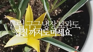 튤립 구근 냉장 보관도, 껍질 까지도 마세요.(저온처리) 264화 #해맑은TV