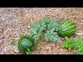 How Many Watermelons to grow per plant?