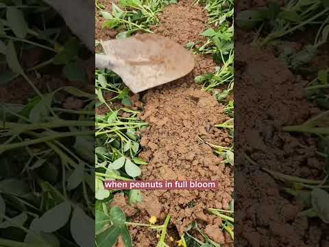 Techniques To Grow High Yield Peanuts #satisfying #shot