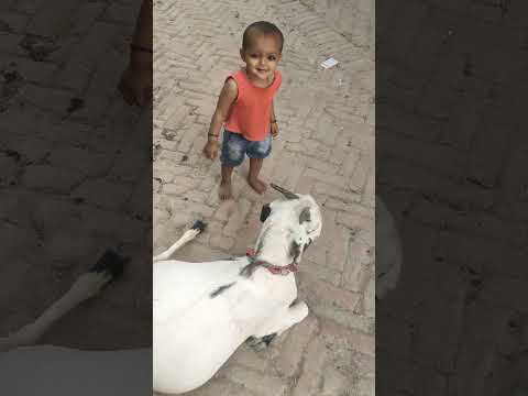 aarifa vs bakri
