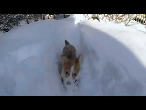 This Corgi puppy playing in deep snow will definitely make your day better.