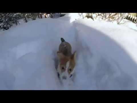 Corgi Snowplow Video