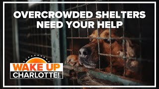 Charlotte animal shelter facing dire overcrowding: #WakeUpCLT To Go