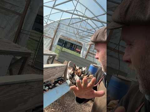 Spot Broody Hens: A Backyard Poultry Guide