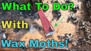 Most Beekeepers Regret Making This Mistake!