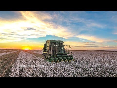 2016 cotton plant to harvest