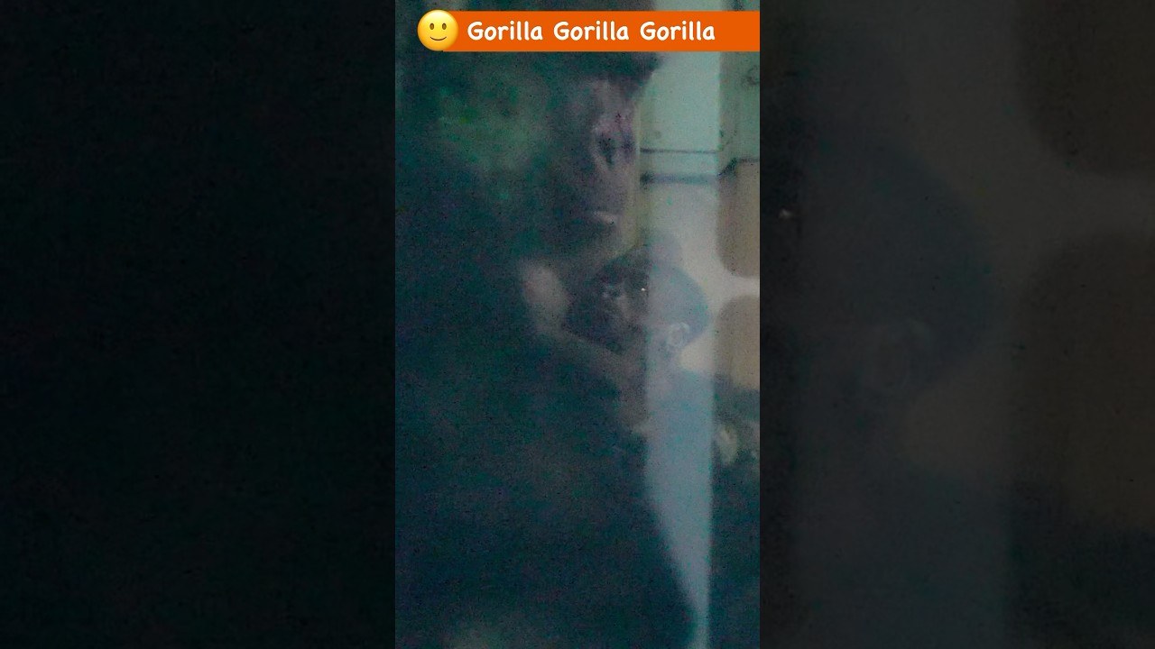 世界一優しい時間が流れる場所。ゴリラの赤ちゃんに癒やされて #ゴリラ #gorilla #京都市動物園 #genki