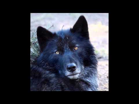 'Let the Wolves run free' by Ratty and the Watchers
