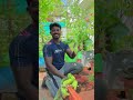 இந்த காய்கறி எல்லாம் நம்ம வீட்லயே கா�