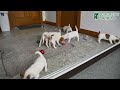 Jack Russell Terrier dogs for sale: Rocky - Video 1