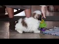Shih Tzu dogs for sale: Myra - Video 1