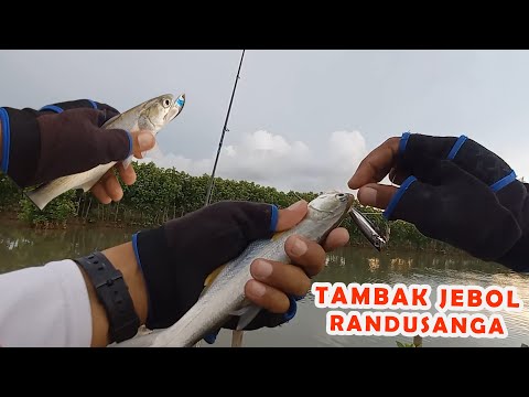MOMEN YANG TEPAT !! CASTING LAJAN /KURO/KORES PAS AIR PASANG TINGGI IKAN SANGAT GALAK DIJAMIN PANEN