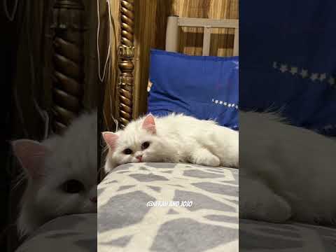 #pop #80smusic #singer #cover #popmusic #coversinger #footballcomedy #cat #kitten #footballmovies