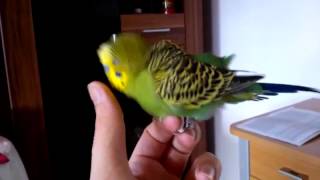 Periquito Confuso (Confused Budgie)
