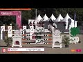 Hongre de 7 ans