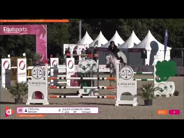 Hongre de 7 ans