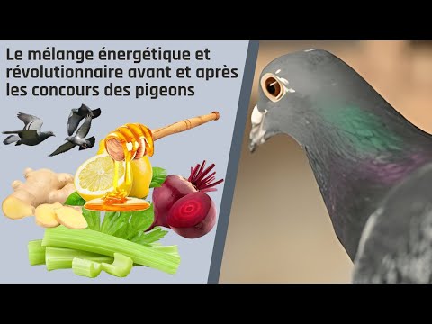 Le mélange énergétique et révolutionnaire avant et après les concours des pigeons
