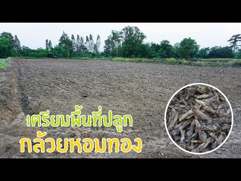 การฝึกอบรมเพื่อเพิ่มสมาชิก ยาเสพติดเพื่อเพิ่มความแข็งแรง