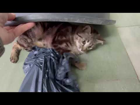 Sie hat den Schelm in Nacken - Ainsa 2