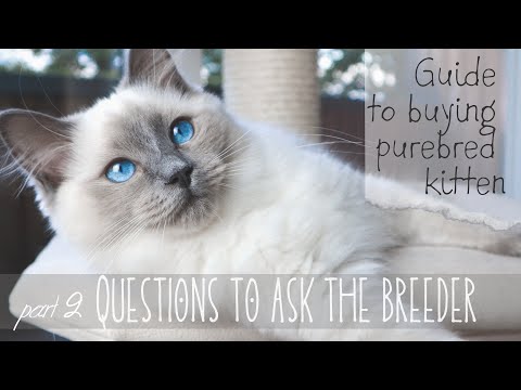 Questions to ask breeder | 𝗣𝗮𝗿𝘁 2 𝗼𝗳 𝟯 Guide to buying purebred kitten | Pixie and Bluebell