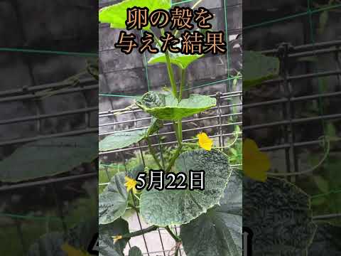 なぜ植物の周りに卵の殻を置くのでしょうか？明らかな5つの理由！  庭園