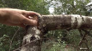 Tree breaks, tree knocks and possible foot prints, in very remote area.