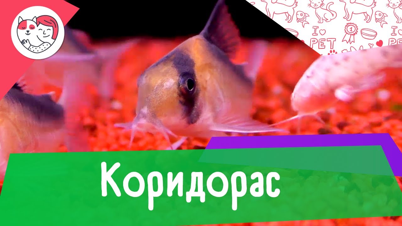 Аквариумная рыбка коридорас. Особенности. Уход.