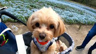 April 9 ,2021.Hitachi Kaihin Park.  Nemohira flowers have bloomed this year.