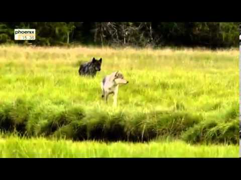 Adventure X Auf der Spur der Küstenwölfe Reportage über Küstenwölfe Teil 3