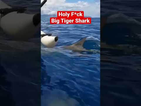 ハワイでイタチザメがカヤックを急ぐ