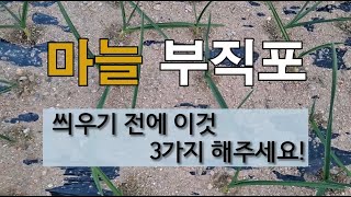 마늘 부직포 씌우기 전에 이것 3가지 해주세요! #텃밭에서마늘 가꾸기 #마늘 영양제 주기 #마늘병충해 방제.