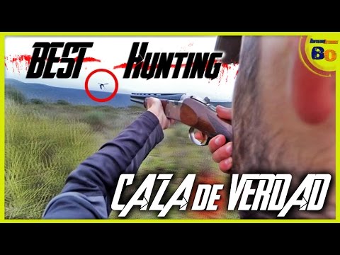 CAZA MENOR con PERROS de MUESTRA ¡¡¡ESPECTACULAR!!! | 2016 | HD