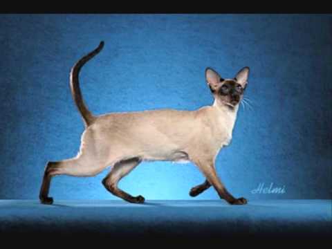 Siamese cat history   Thai cat