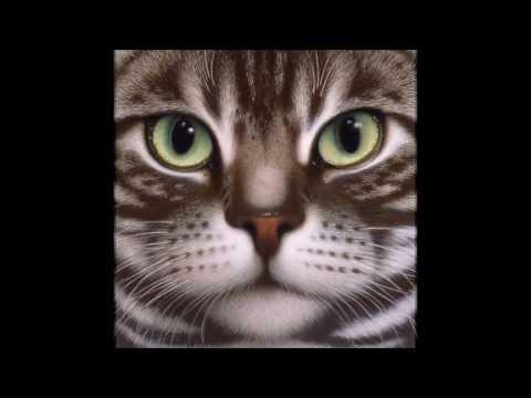 Braldt Bralds ~ Cat illustrations