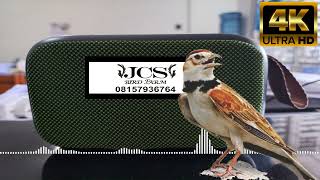 Download lagu MONGOLIAN LARK [PEMASTERAN BURUNG MURAI BATU] │ SUARA JERNIH & TANPA IKLAN!!! mp3