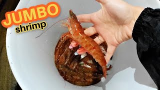 Key Largo Shrimp Run | How to Catch - Clean - Cook in Your Back Yard