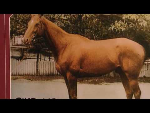 download lagu mp3 mp4 Phar Lap Facts, download lagu Phar Lap Facts gratis, unduh video klip Phar Lap Facts