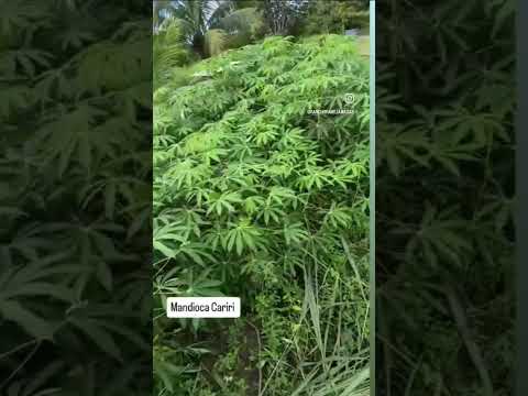 Plantio em Iracema - Roraima,Mandioca Cariri vinda de Arapiraca - Alagoas #sitio #agro #chácara