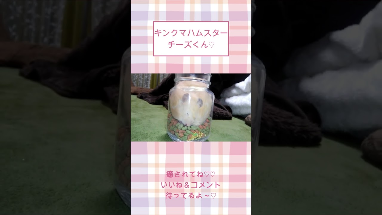 ビンから顔出すチーズくんめちゃくちゃかわいい【懐きすぎハムスター】ハムスター可愛い癒し #shorts