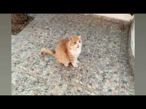 Tilos Livadia September 2025