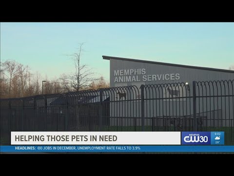 Can you foster or adopt a pet? Memphis Animal Services needs your help
