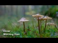 Omar - Morning Rain