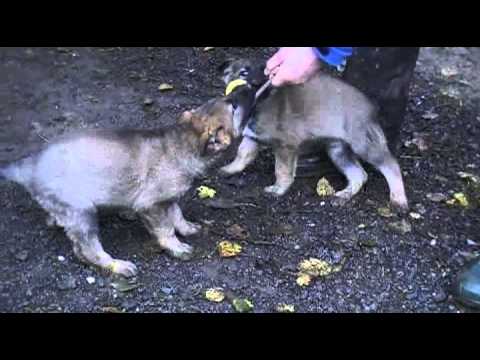 Charmin Aykmar and Chilli Aykmar - 8 weeks